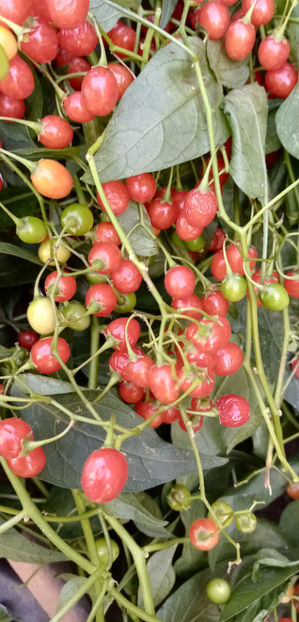  - -LASNICIOR - SOLANUM DULCAMARA