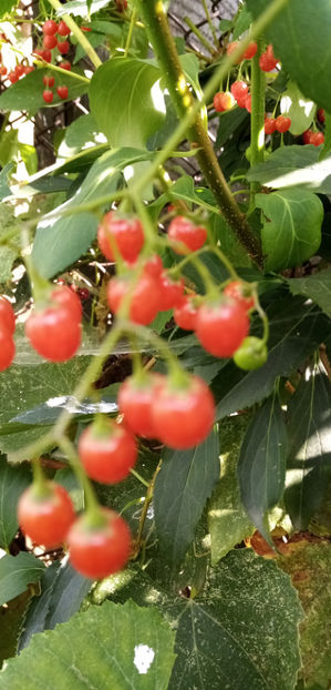  - -LASNICIOR - SOLANUM DULCAMARA