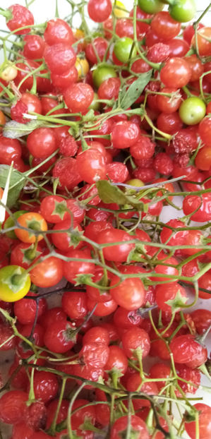  - -LASNICIOR - SOLANUM DULCAMARA