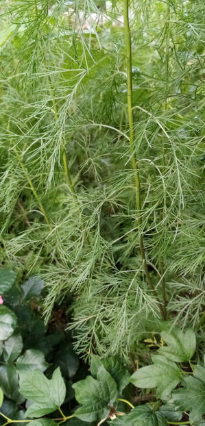  - -LEMNUS - LEMNUL DOMNULUI - ARTEMISIA ABROTANUM