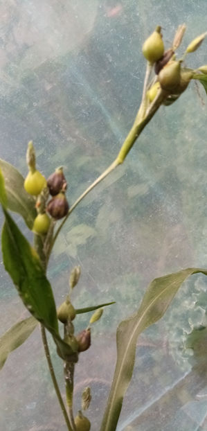  - -LACRIMA LUI IOV - COIX