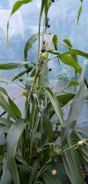  - -LACRIMA LUI IOV - COIX