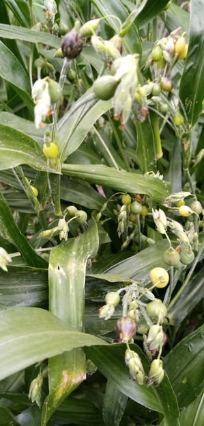  - -LACRIMA LUI IOV - COIX