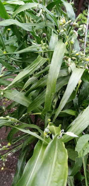  - -LACRIMA LUI IOV - COIX