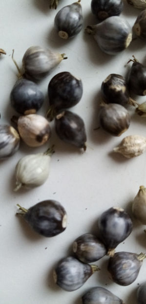  - -LACRIMA LUI IOV - COIX