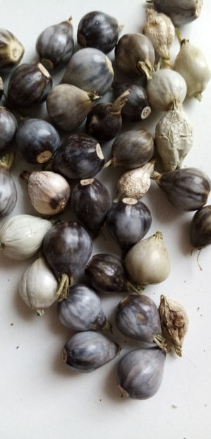  - -LACRIMA LUI IOV - COIX