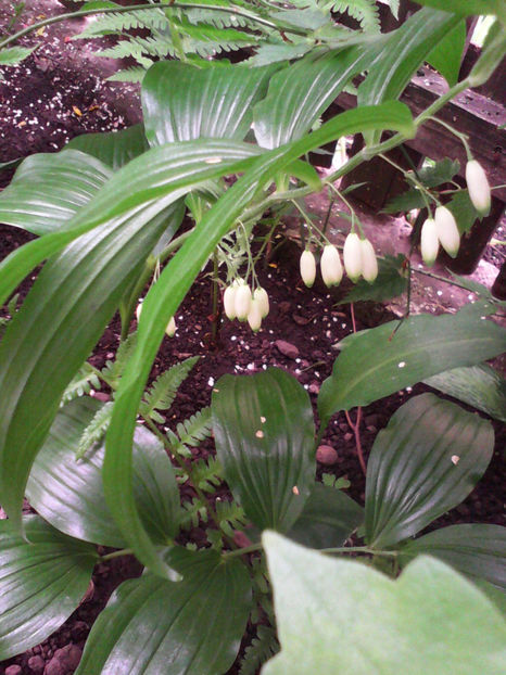  - -PECETEA LUI SOLOMON - COROANA IMPARATULUI - POLYGONATUM ODORATUM