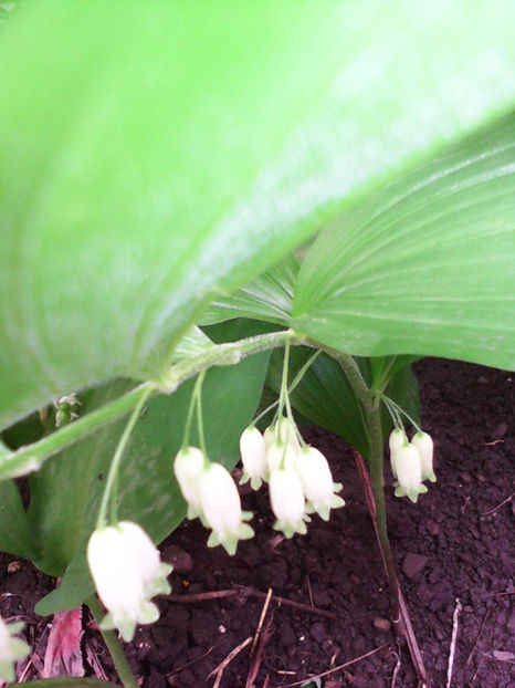  - -PECETEA LUI SOLOMON - COROANA IMPARATULUI - POLYGONATUM ODORATUM