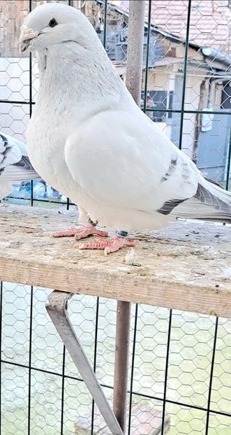 _Gallery - VOIAJOR ROMANESC DE FRUMUSETE MASCULI