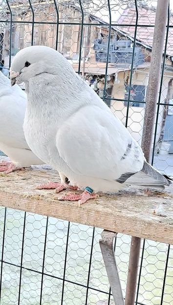  - VOIAJOR ROMANESC DE FRUMUSETE MASCULI