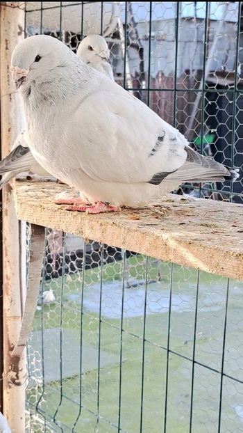  - VOIAJOR ROMANESC DE FRUMUSETE MASCULI