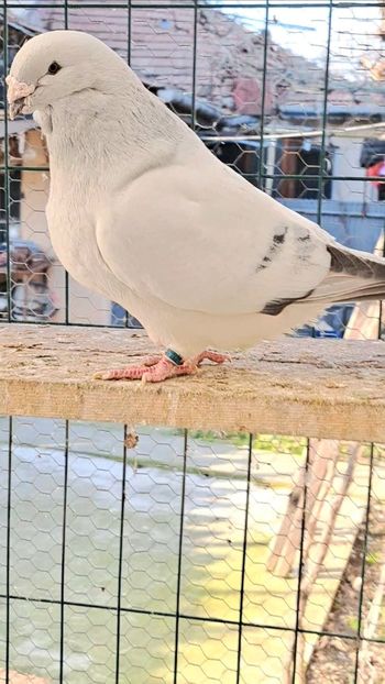  - VOIAJOR ROMANESC DE FRUMUSETE MASCULI