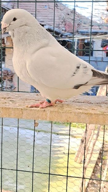  - VOIAJOR ROMANESC DE FRUMUSETE MASCULI