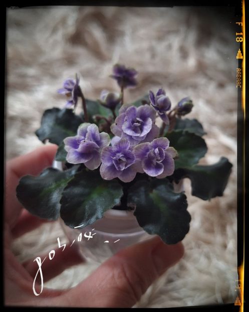 Persian Lace - A Violete mini si semimini