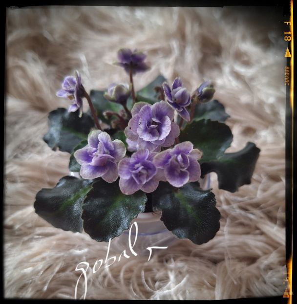  - Persian Lace
