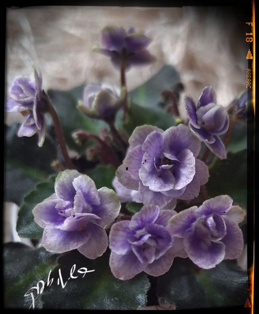  - Persian Lace