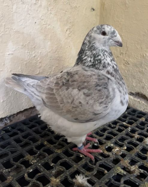 0-1 2024 - 2025-matca femele