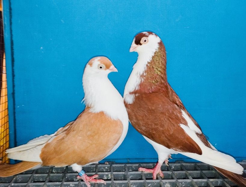 Perechea - B - Perechi 2025