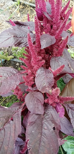  - -AMARANTH ROSU - AMARANTHUS RED ARMY