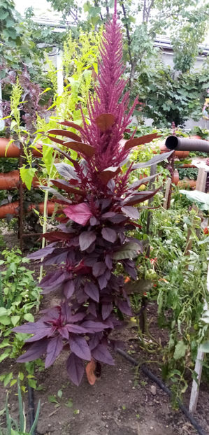  - -AMARANTH ROSU - AMARANTHUS RED ARMY