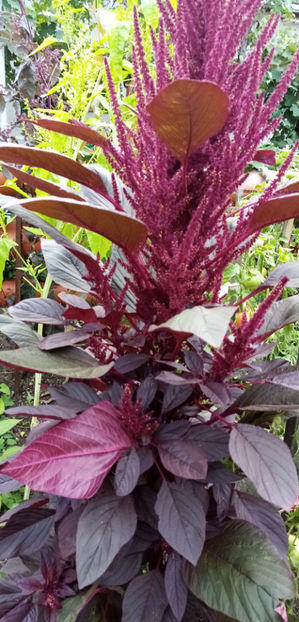  - -AMARANTH ROSU - AMARANTHUS RED ARMY
