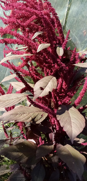  - -AMARANTH ROSU - AMARANTHUS RED ARMY