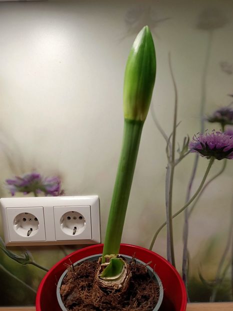  - Flori la ghiveci 2025