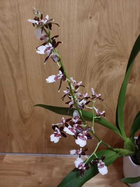 Img.2025.01.16 - 6-Orchideele mele