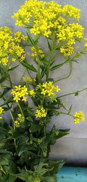  - -VARZA TURCEASCA - BARDAHUZ - BUNIAS ORIENTALIS
