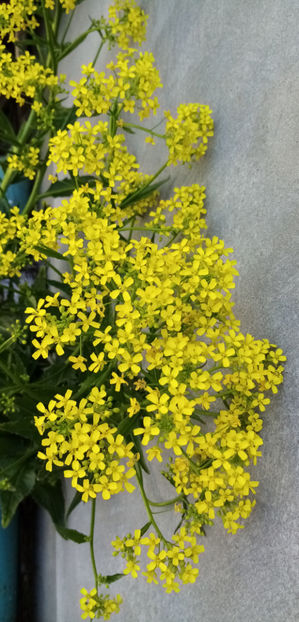  - -VARZA TURCEASCA - BARDAHUZ - BUNIAS ORIENTALIS