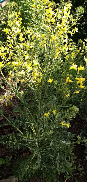  - -VARZA TURCEASCA - BARDAHUZ - BUNIAS ORIENTALIS