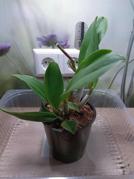 Img.2025.02.04 - Salvare cattleya