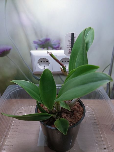 Img.2025.02.04 - Salvare cattleya