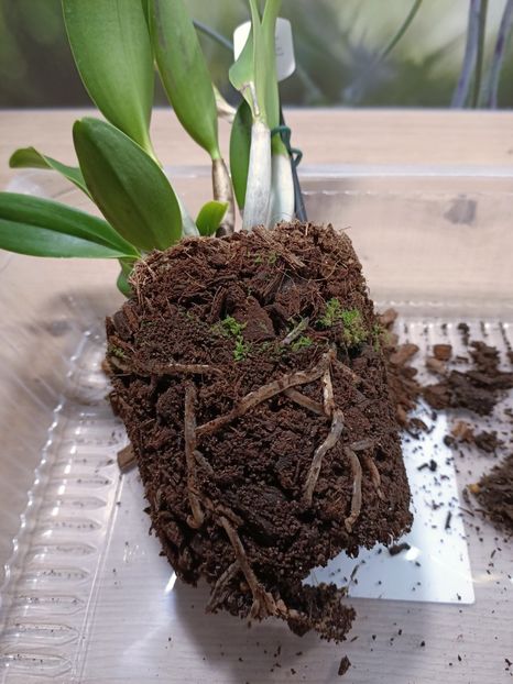 Img.2025.02.04 - Salvare cattleya