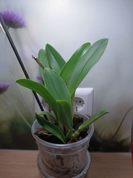 Img.2025.02.04 - Salvare cattleya