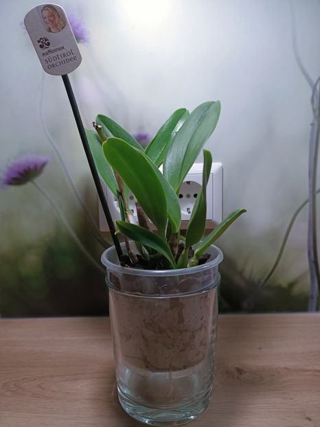 Img.2025.02.04 - Salvare cattleya