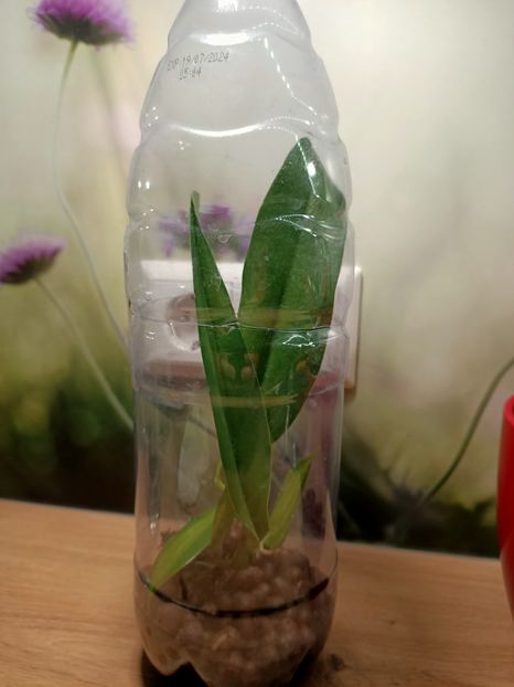 4.02.2025 - Salvare cattleya