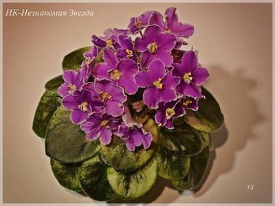 Poză net - NK Neznakomya Zvezda