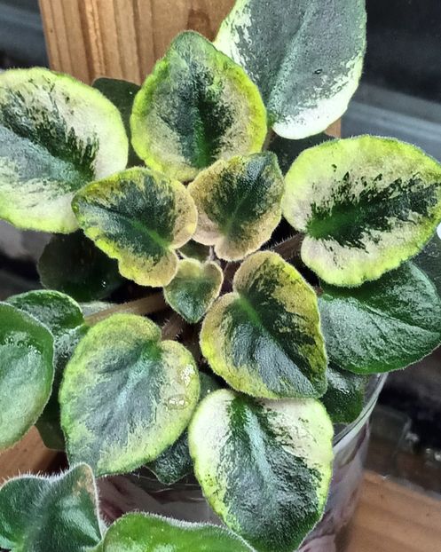  - NK Neznakomya Zvezda