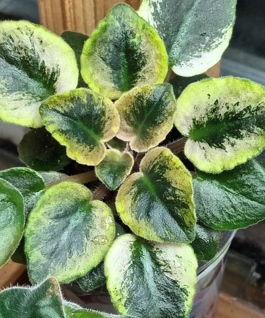  - NK Neznakomya Zvezda