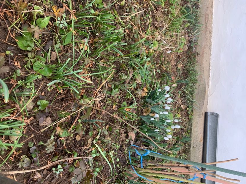  - A A A A florile toamna 2024