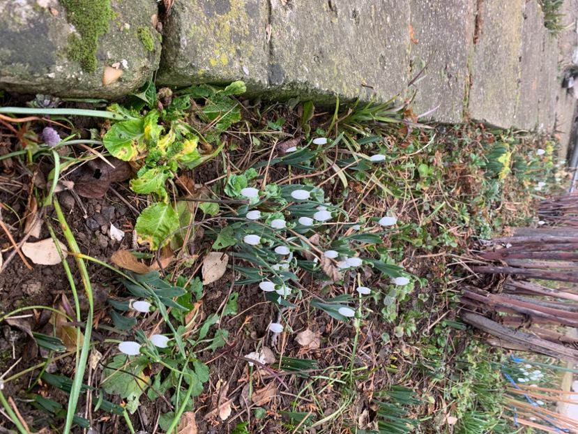  - A A A A florile toamna 2024