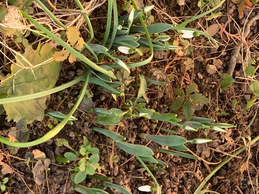  - A A A A florile toamna 2024