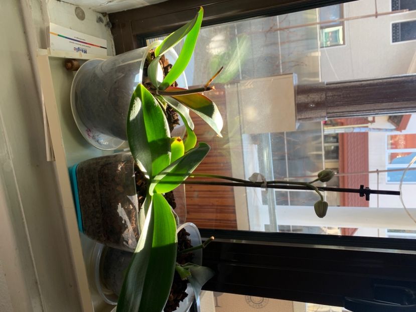  - A A A A florile toamna 2024