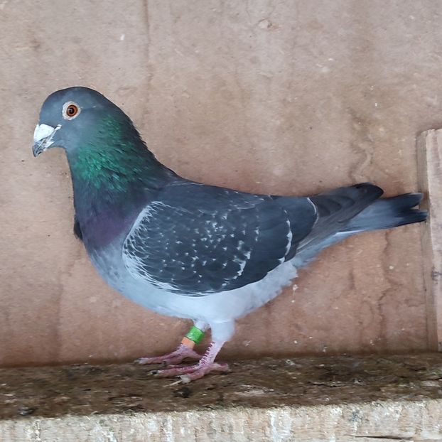 Mascul 23-555 - Stropit