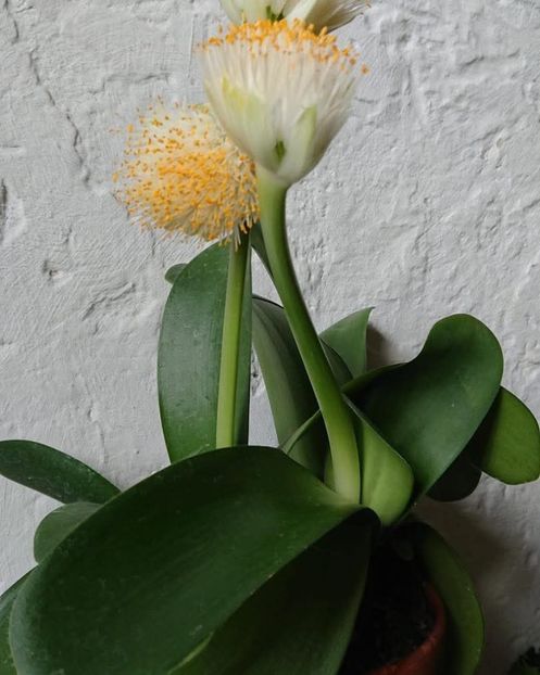 Haemanthus albiflos - Flori apartament