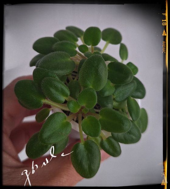 Lil Runaround - A Violete mini si semimini