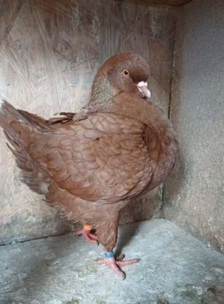 Screenshot_20250205-190432_Chrome - Vanduti king