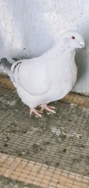 Screenshot_20250205_204411_Gallery - VOIAJOR ROMANESC DE FRUMUSETE FEMELE