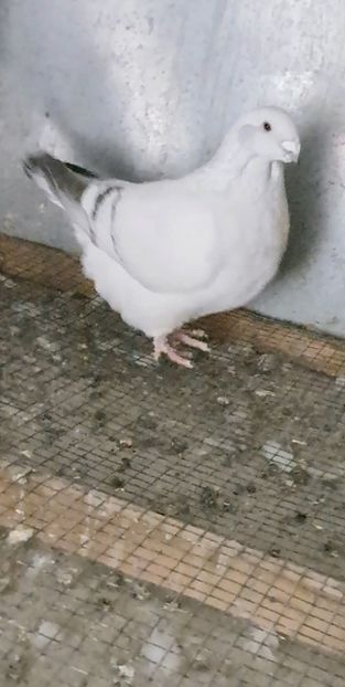  - VOIAJOR ROMANESC DE FRUMUSETE FEMELE